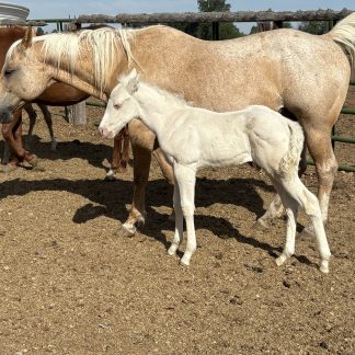 2025 AQHA Perlino Stallion