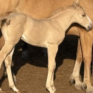 2025 APHA Palomino Filly