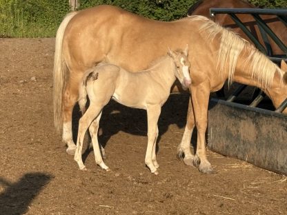 2025 APHA Palomino Filly - Image 2