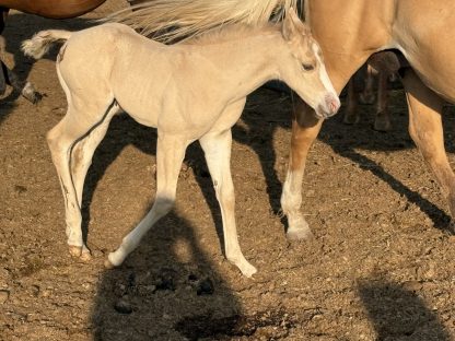 2025 APHA Palomino Filly - Image 3