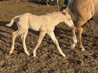 2025 APHA Palomino Filly - Image 4