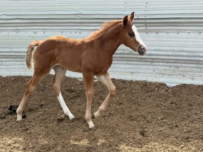 2025 AQHA Sorrel Filly - Image 5