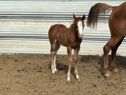 2025 AQHA Sorrel Filly - Image 4