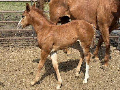 2025 AQHA Sorrel Filly - Image 3