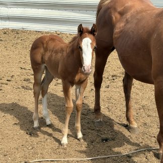 2025 AQHA Sorrel Filly