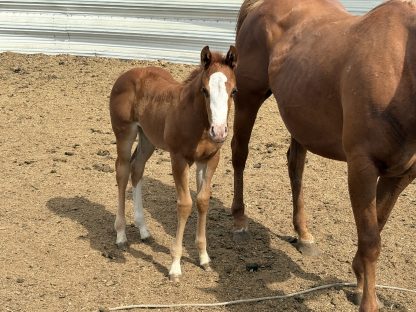 2025 AQHA Sorrel Filly