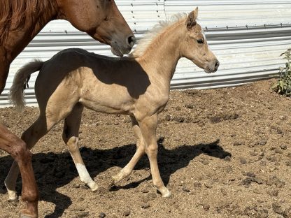 2025 AQHA Palomino Filly - Image 5