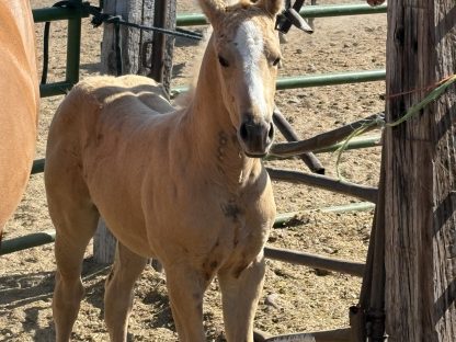 2025 AQHA Palomino Filly - Image 4