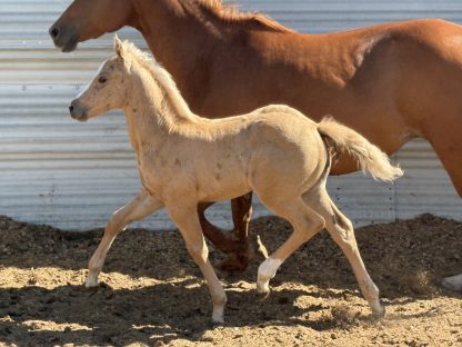 2025 AQHA Palomino Filly - Image 6