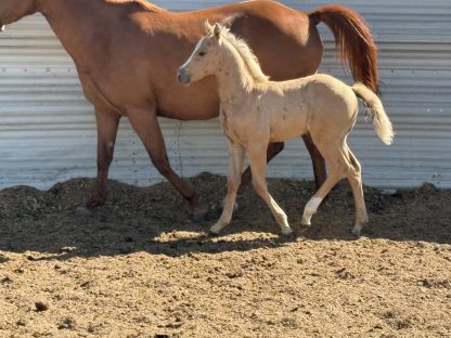 2025 AQHA Palomino Filly