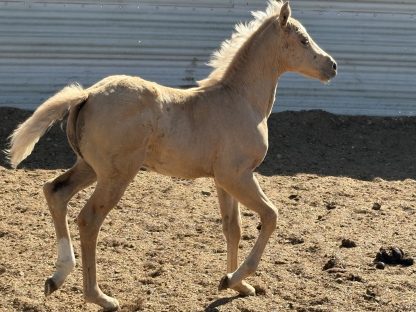 2025 AQHA Palomino Filly - Image 3
