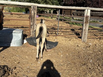 2025 AQHA Buckskin FIlly - Image 5
