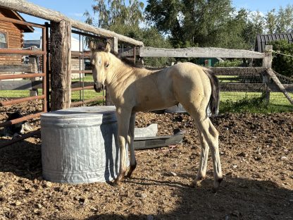 2025 AQHA Buckskin FIlly - Image 3