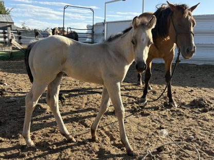 2025 AQHA Buckskin FIlly - Image 4