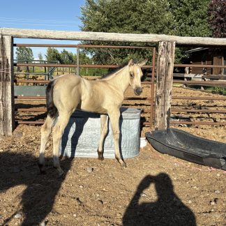 2025 AQHA Buckskin FIlly