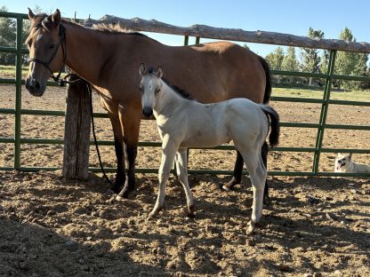 2025 AQHA Buckskin FIlly - Image 2