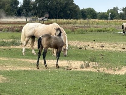 2025 AQHA Buckskin FIlly - Image 6